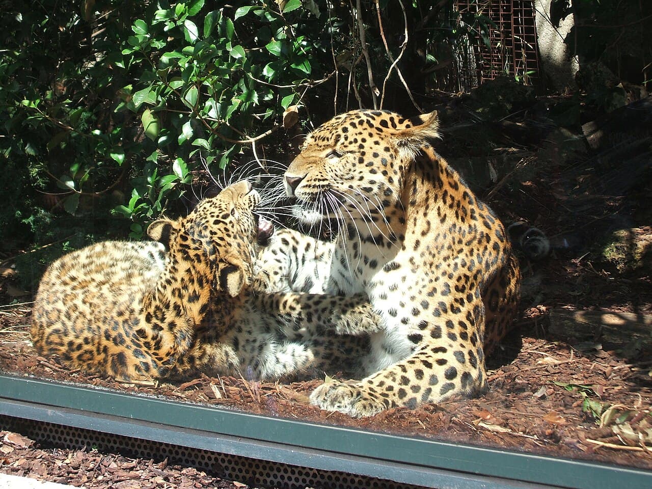 imagem do Menagérie
  Zoo du Jardin des Plantes - slide 1